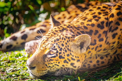 Jaguar Panthera onca majestic feline resting in Pantanal, Brazil, South America