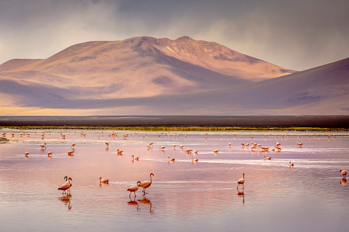 Laguna Colorada, Red Lagoon, is a shallow salt lake in the southwest of the altiplano of Bolivia, within Eduardo Avaroa Andean Fauna National Reserve and close to the border with Chile