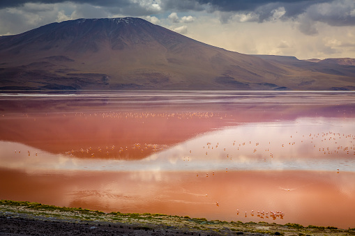 Laguna Colorada, Red Lagoon, is a shallow salt lake in the southwest of the altiplano of Bolivia, within Eduardo Avaroa Andean Fauna National Reserve and close to the border with Chile