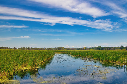 A peaceful stream through a lush green marsh reflects the party cloudy blue sky on a summer day in Wisconsin.