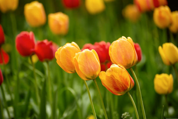 istock Yellow and red flowers 1415859283