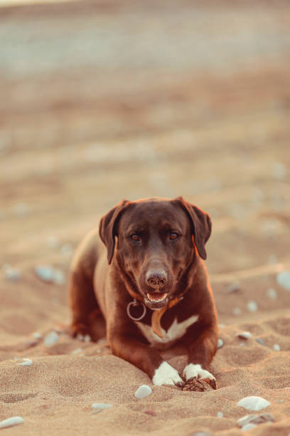 istock Laughing dog waiting in the sand 1415859302