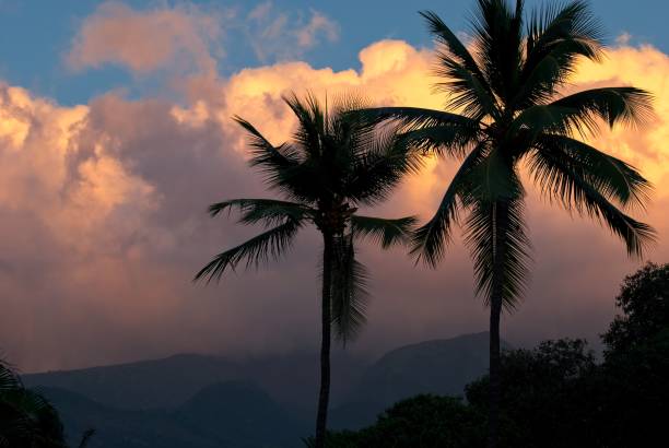 ラハイナマウイハワイの琥珀色の夕焼けの光の中で、局所的なココヤシの木が揺れる - lahaina ストックフォトと画像