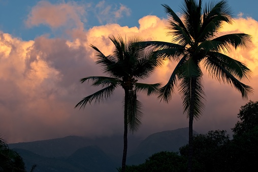 Topical coconut palms sway in the amber sunset light in Lahaina Maui Hawaii. Orange sunlight reflects off rain showers in western Maui. Upcountry Maui is in the shadow in the distance.