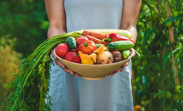 istock Farmer woman harvests vegetables in the garden. Selective focus. 1415861629