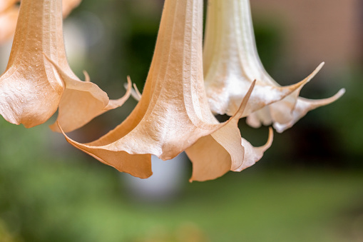 Tropical flower Brugmansia Angel's Trumpet in summer garden, background with copy space, full frame horizontal composition