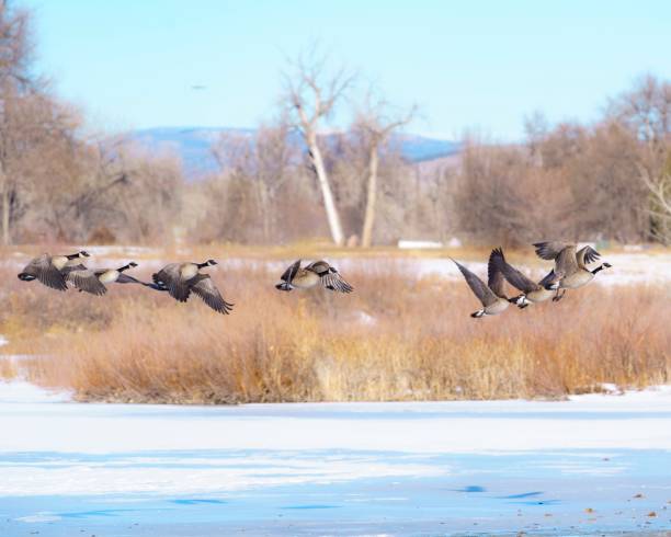 istock Canadian geese in flight 1415862307