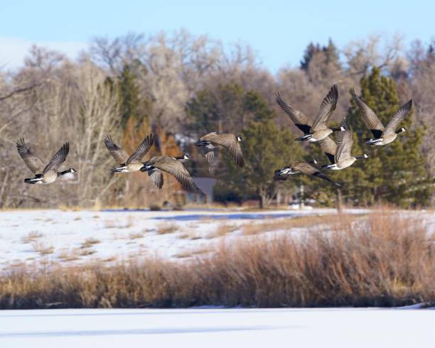 istock Canadian geese in flight 1415862336