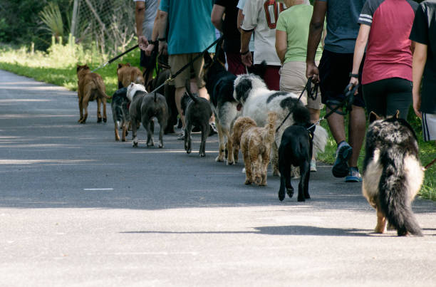 A bird eye's view of man walking the dog.