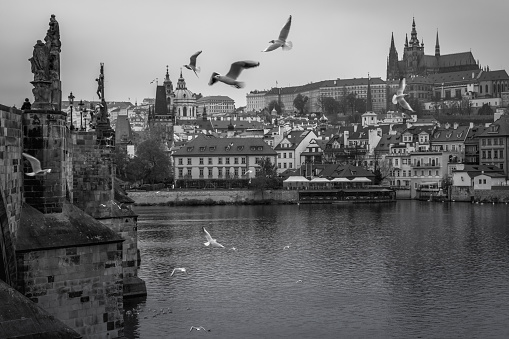 Charles bridge at dramatic evening with doves, Prague old town, Czech Republic