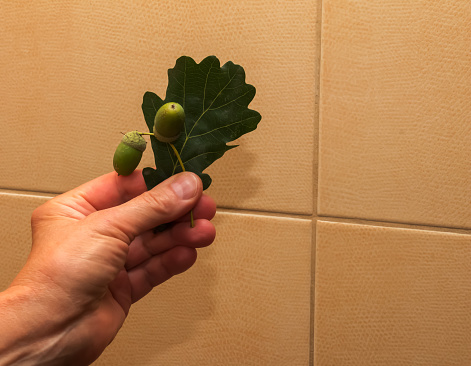 Woman's hand holds leaves and acorns PEDUNCULATE OAK. The Latin name of the plant is QUERCUS ROBUR L.