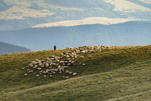 hirtenherden schafherde, die auf einem hohen hügel mit grünem gras gegen üppigen wald im dunst stehen - sheep wool meadow pasture stock-fotos und bilder