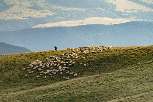 Rebaños de pastores rebaño de ovejas de pie en una colina alta con hierba verde contra un exuberante bosque en la neblina photo