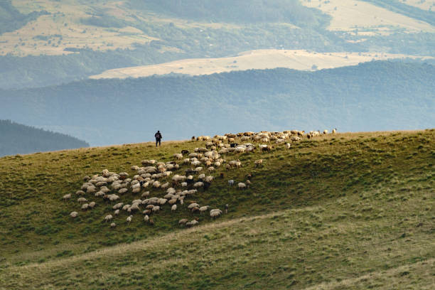 troupeaux de bergers troupeau de moutons debout sur une haute colline avec de l’herbe verte contre une forêt luxuriante dans la brume - national grassland photos et images de collection