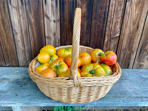 Fresh Mary Robinson’s German Bicolor tomatoes in a basket on an old wooden bench.