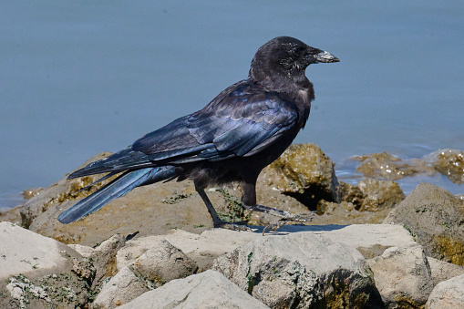 Although most birds have iridescence in their feathers, it can be seen only under certain lighting conditions.  For this photo, colors unretouched, the crow was in bright morning sunlight at just the right angle to catch the iridescence.