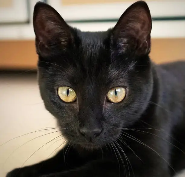 Jet black "mini panther," intriguing yellow eyes