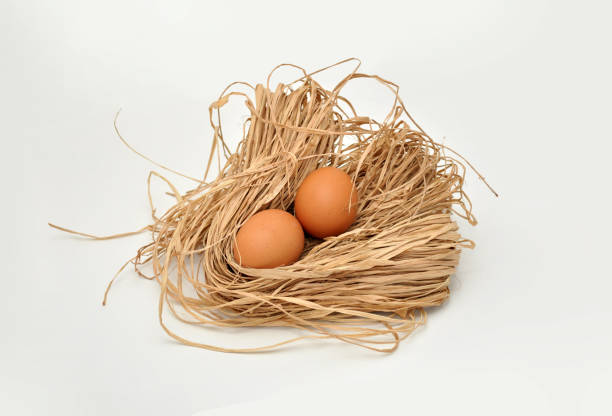 chicken eggs
