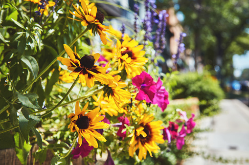 Vibrant summer flowers growing in pots outdoors in warm sunlight on a sidewalk. Colorado, USA
