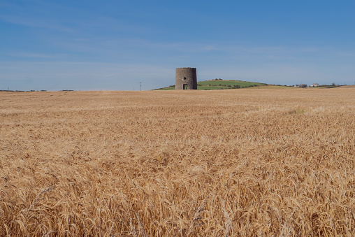 Ruin of a windmill in a field of wheat.  County Down, Northern Ireland.