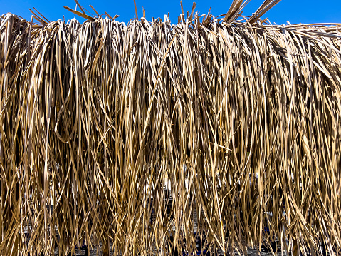 Close-up on golden yellow straw textured background with copy space. Dried reeds, thatched material texture. Decorative hay pattern for beach hut, parasol