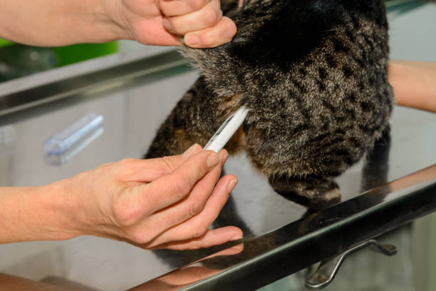a doctor in a veterinary hospital is checking the temperature of a domestic cat. - vet domestic cat veterinary medicine stethoscope imagens e fotografias de stock