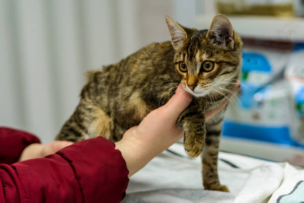 istock A veterinarian is preparing a domestic cat for operation and cuddling it. 1415874830