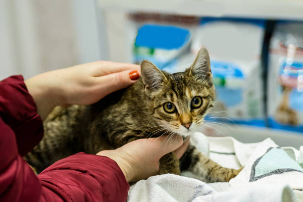 un veterinario está preparando a un gato doméstico para la operación y abrazándolo. - domestic cat city life animal pets fotografías e imágenes de stock