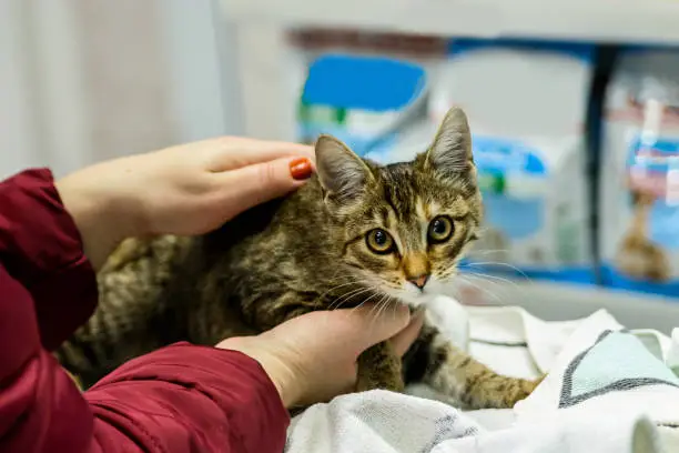 Photo of A veterinarian is preparing a domestic cat for operation and cuddling it.