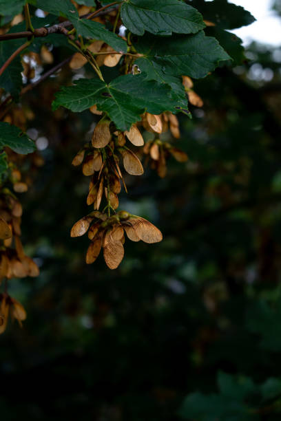 grappes de graines d’érable sur une branche d’arbre - maple green maple keys tree photos et images de collection