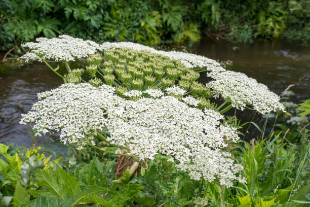 The flower head of a Giant Hogweed plant (Heracleum mantegazzianum), the sap from which can cause serious skin burns when exposed to sunlight.