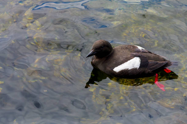 Growing colonies of beautiful Eider ducks, normally migratory sea birds have somehow adjusted to a sedentary life in the fresh water environment of the Upper Zurich Lake (Obersee)