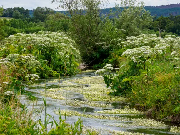 Giant Hogweed plants (Heracleum mantegazzianum), growing by a stream.  The sap from these can cause serious skin burns when exposed to sunlight.