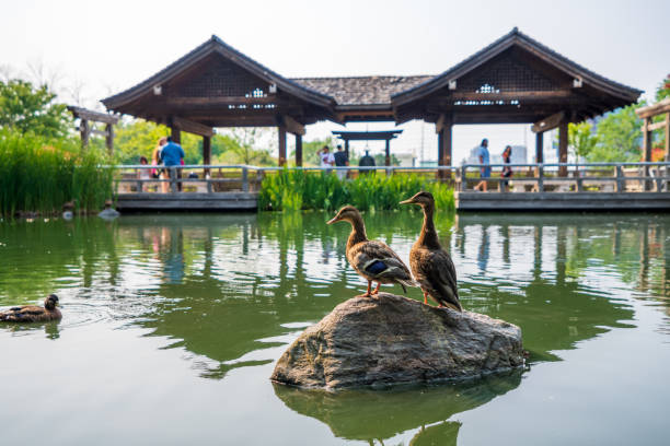 estanque del pabellón del parque kariya. un jardín japonés en el centro de mississauga, ontario, canadá. - mississauga fotografías e imágenes de stock