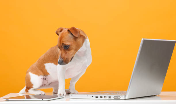 handsome jack russell terrier portrait.beautiful dog with laptop on yellow background isolated.business technology training online shopping video call concept stock photo