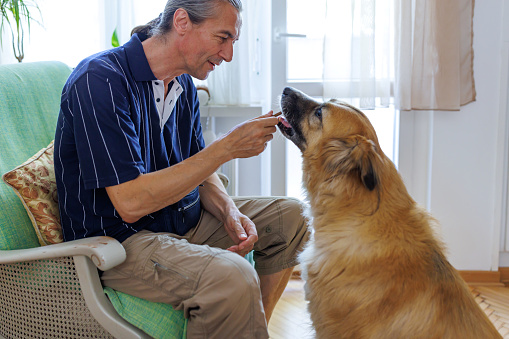 A mature Caucasian man is cheerfully giving a treat to his mixed-breed dog, while teaching it tricks at home.