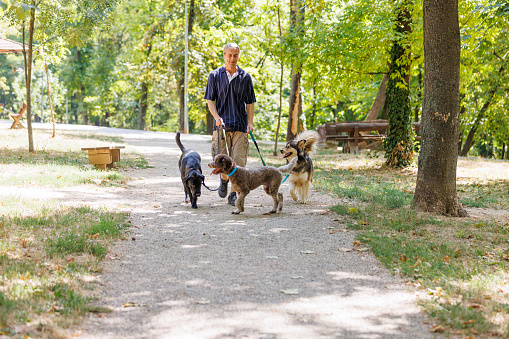 A mature Caucasian man is at the park, cheerfully holding three dogs on leashes while working as a dog walker.