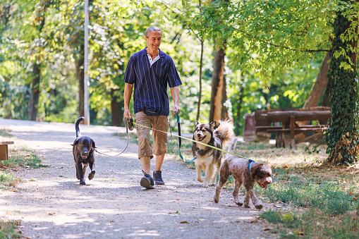 A mature Caucasian man is holding three dogs on leashes with a smile on his face, while taking a relaxing walk through the park.