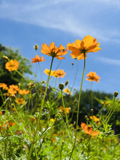 istock Yellow Cosmos flowers against blue sky 1415877021