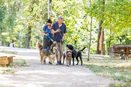 A mature Caucasian couple is spending the day cheerfully walking through the park with their three dogs on leashes.