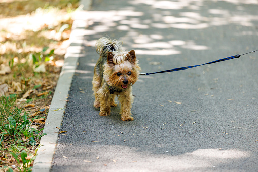 A small Yorkshire Terrier wearing a leash is taking a walk through the park on a sunny day.