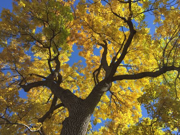 istock Red and Yellow Leaves in Autumn 1415877707