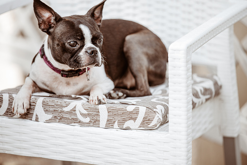 A small Boston Terrier wearing a collar is sitting on a garden chair, while taking a rest outside on a sunny day.