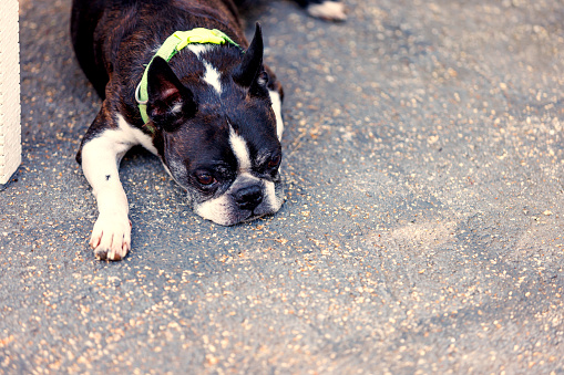 A small Boston Terrier is lying down on the concrete floor with his head resting on the ground, while spending time outside.