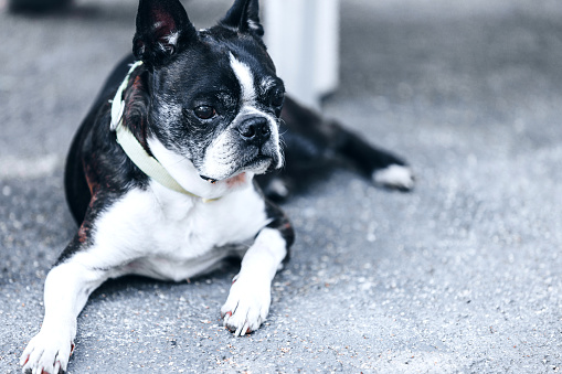 A Boston Terrier wearing a collar is lying on the ground and looking away while taking a rest outside.