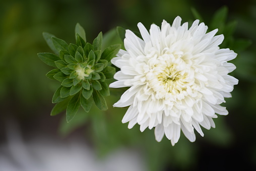 white dahlia