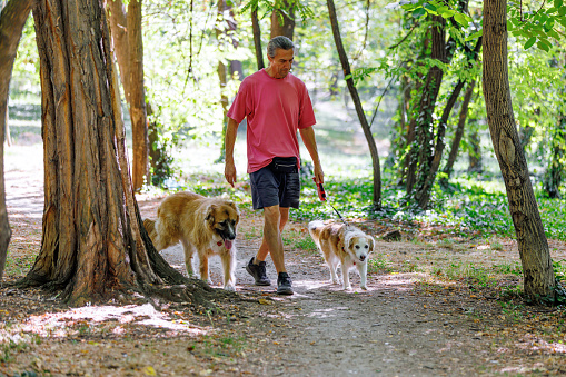 A mature Caucasian man is walking with his two mixed-breed dogs, while spending a relaxing day at the park.