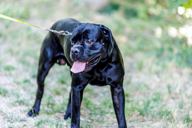 Cane Corso puppy lies with a soccer ball