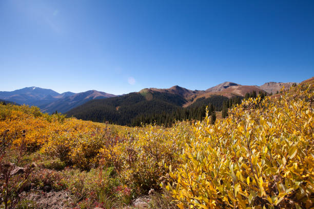 istock Red and Yellow Leaves in Autumn 1415877921
