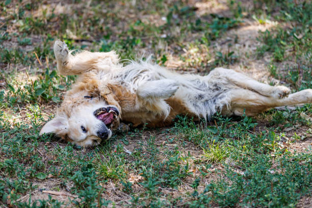 istock My dog is always happy 1415877925